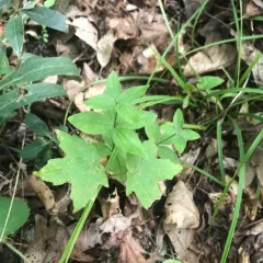 licorice bedstraw thumbnail 2