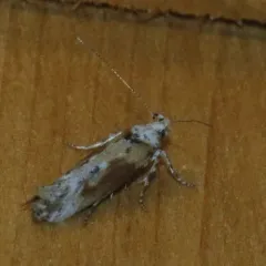 Gnorimoschema septentrionella thumbnail 2