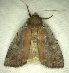Dull Reddish Dart thumbnail 3
