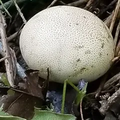 Leopard Earthball thumbnail 2