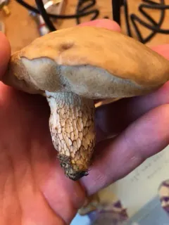 Retiboletus vinaceipes thumbnail 3