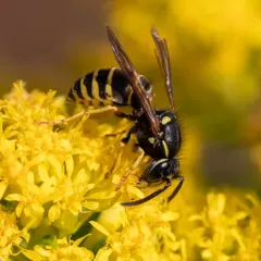 Forest Yellowjacket thumbnail 2