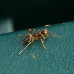 Pale-legged Fuzzy Ant thumbnail 4