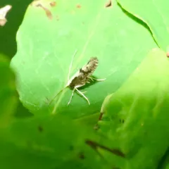 Apple Fruit Moth thumbnail 3