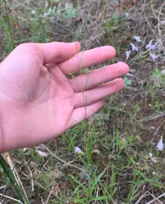 Wiry Witch Grass thumbnail 3