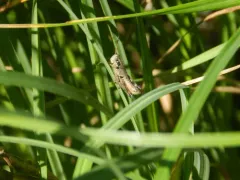 Scudder's Short-winged Grasshopper thumbnail 4
