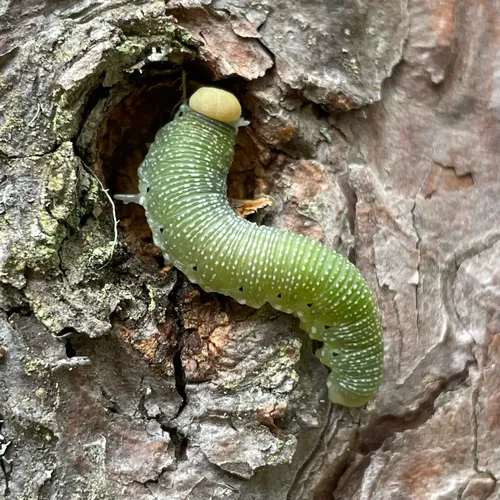 Giant Birch Sawfly