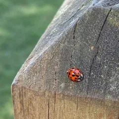 Hesperomyces harmoniae thumbnail 3