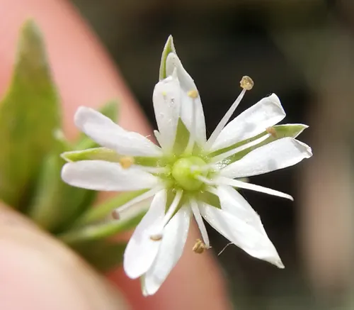 Creeping Sandwort
