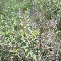 western false gromwell thumbnail 2