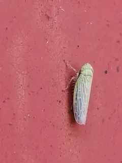 Black-faced Leafhopper thumbnail 2