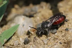 Sphecodes johnsonii thumbnail 2