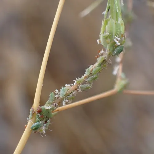 Prickly Lettuce Aphid