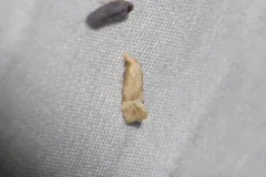 Platphalonidia magdalenae thumbnail 1