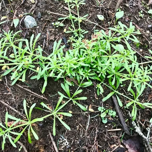 catchweed bedstraw