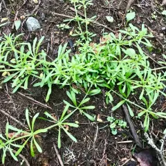 catchweed bedstraw thumbnail 1