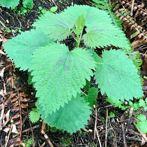 slender stinging nettle