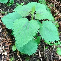slender stinging nettle thumbnail 1