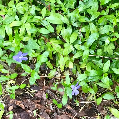 lesser periwinkle