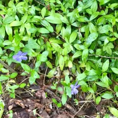 lesser periwinkle thumbnail 1