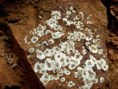Placopsis gelida thumbnail 3