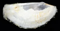 Bilirate Pandora thumbnail 1