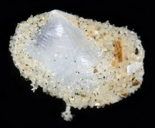 California Lyonsia