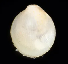 British Columbia Crenella thumbnail 2