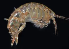 Anisogammarus pugettensis thumbnail 2