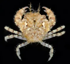 Hairy Rock Crab thumbnail 4