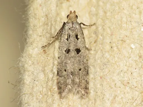 Black-spotted Twirler