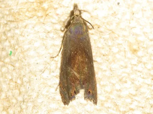 Dichrorampha bittana
