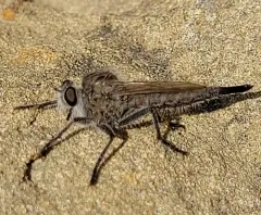 Crested Hammertail thumbnail 1
