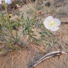 White-stemmed Evening-primrose thumbnail 2