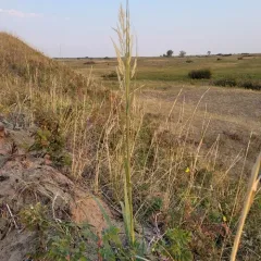 Sand Reedgrass thumbnail 3