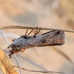 Blue Cactus Borer thumbnail 2