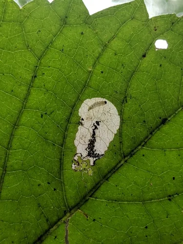 Aspilanta ampelopsifoliella