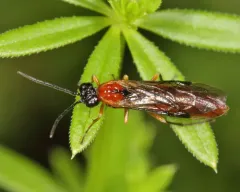Thrinax dubitata thumbnail 2