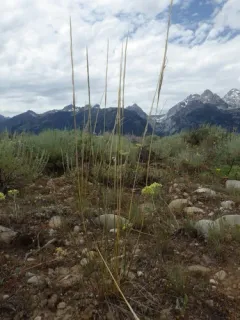 Western Needlegrass thumbnail 3