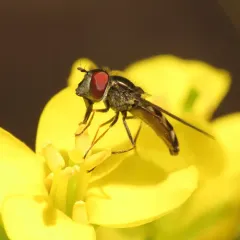 Western Forest Sedgesitter thumbnail 1