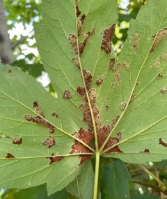 Sycamore Felt Gall Mite thumbnail 3