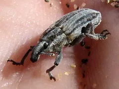 Scaphomorphus calandroides thumbnail 1