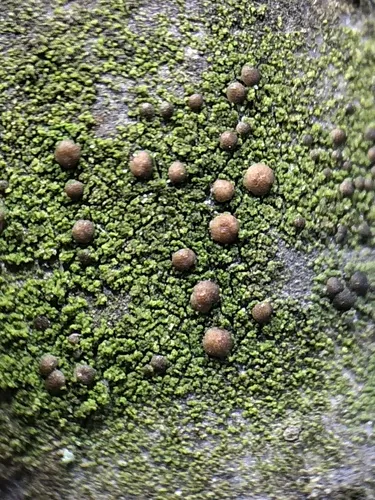City Dot Lichen