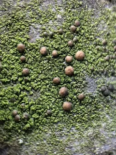 City Dot Lichen thumbnail 1