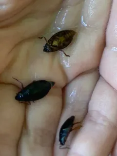 Dineutus discolor thumbnail 1