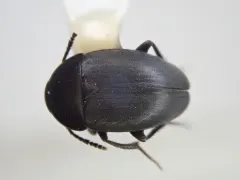 Small Carrion Beetle thumbnail 3