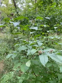 Tatarian aralia thumbnail 2