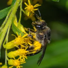 Spine-shouldered Cellophane Bee thumbnail 3