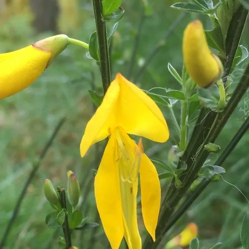 Scotch Broom