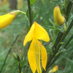 Scotch Broom thumbnail 1